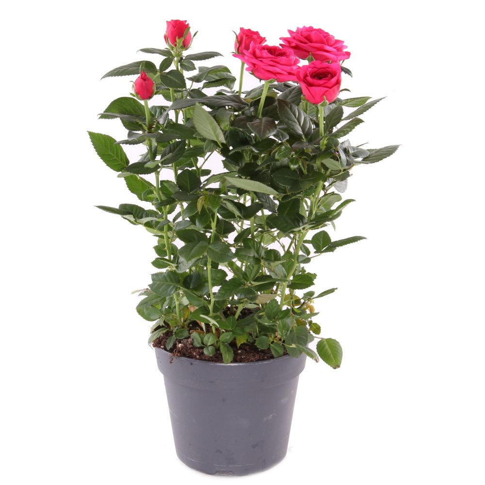 Kvetoucí pokojové rostliny - Růže 'Palace' květináč 17cm