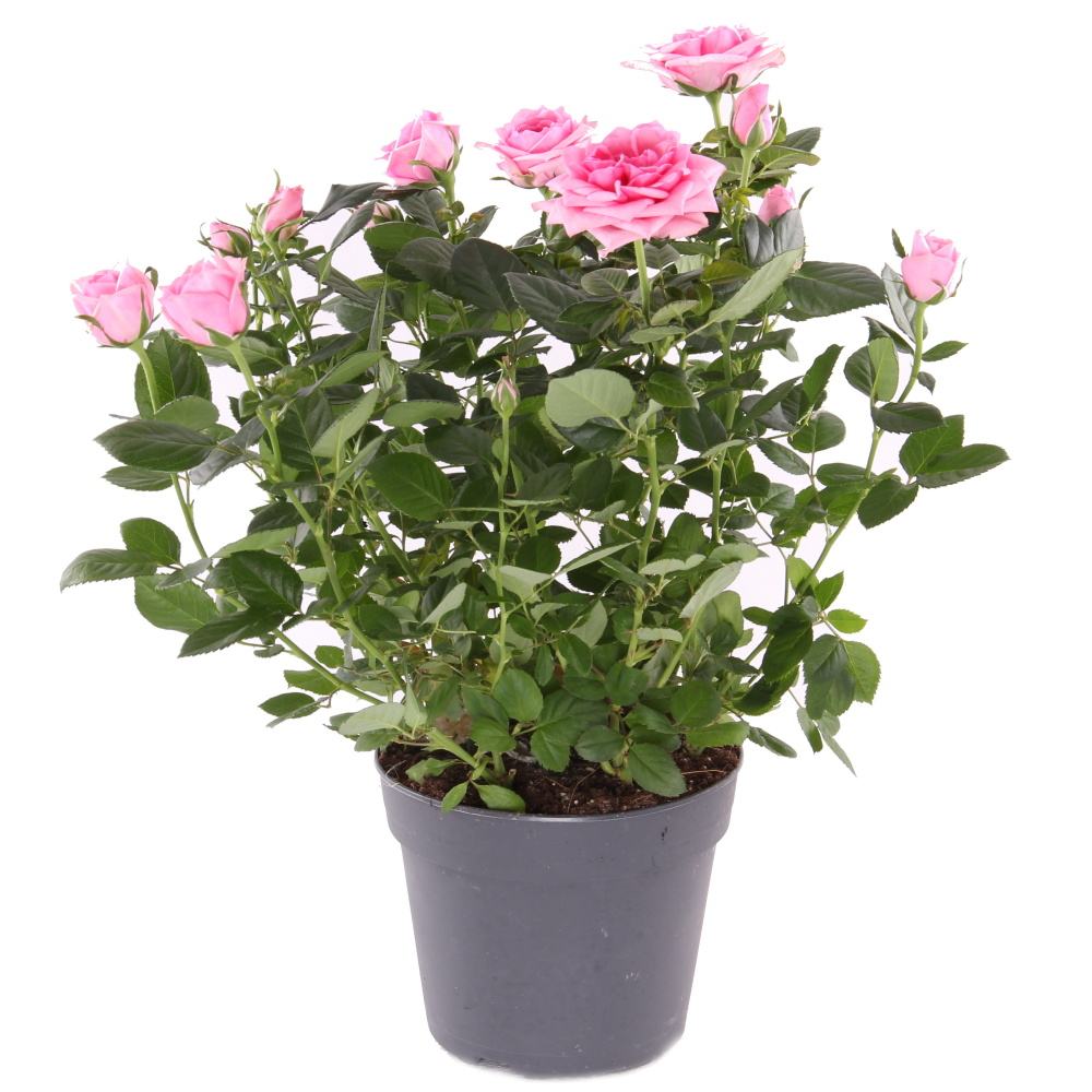 Růže 'Palace' květináč 17cm-0