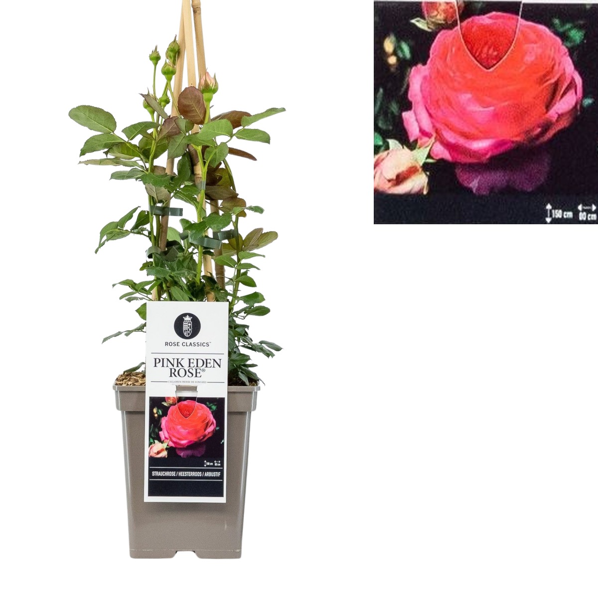 Pnoucí růže - Růže Pink Eden Rose květináč 5 litrů