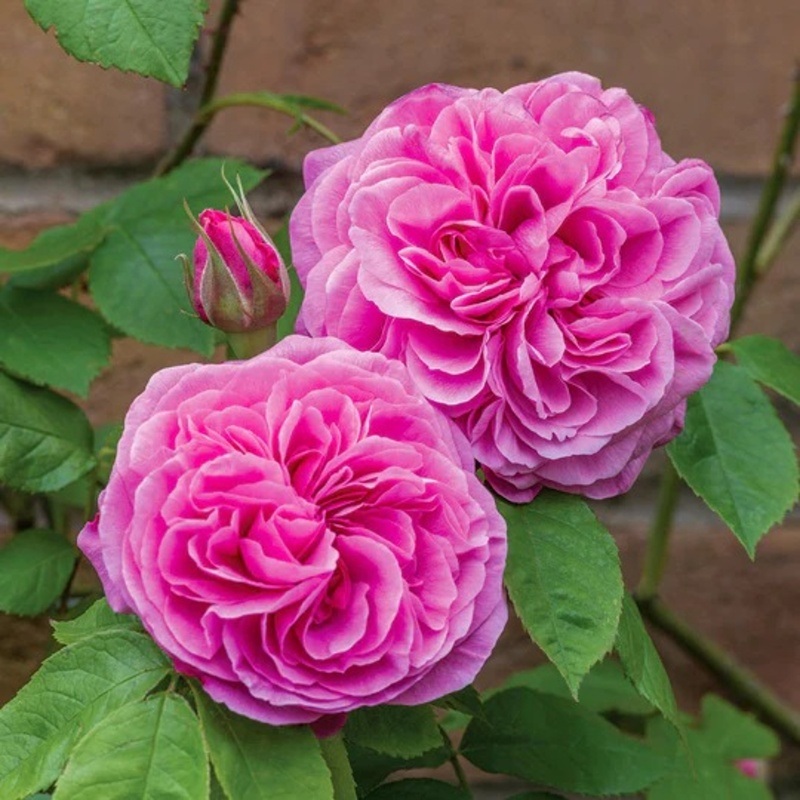 Rostliny - Růže pnoucí D.Austin 'Gertrude Jekyll' špalír, květináč 10 litrů