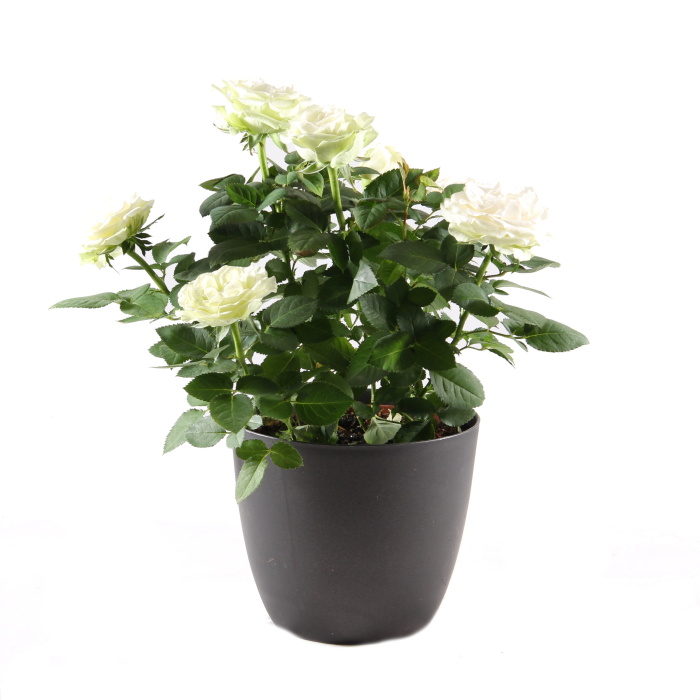 Pokojové rostliny okrasné květem - Růže pokojová Kordana MIX květináč 13cm