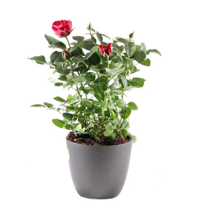 Pokojové rostliny okrasné květem - Růže pokojová Patio MIX květináč 13cm