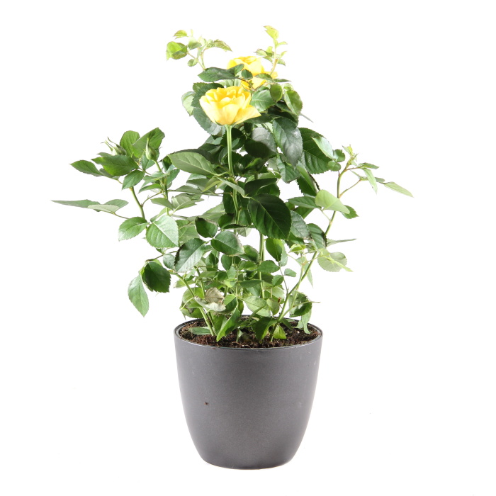 Růže pokojová Patio MIX květináč 13cm-0