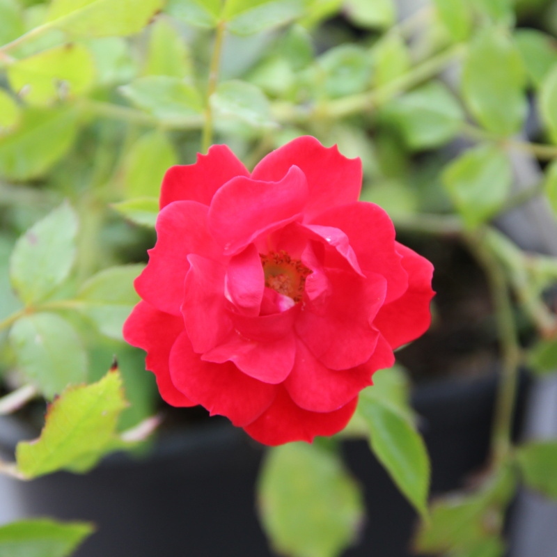 Rostliny - Růže půdopokryvná 'Limesglut'® 1,4 litru