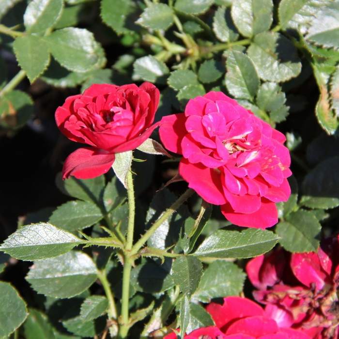 Půdopokryvné růže - Růže půdopokryvná 'Rote The Fairy' 1 litr