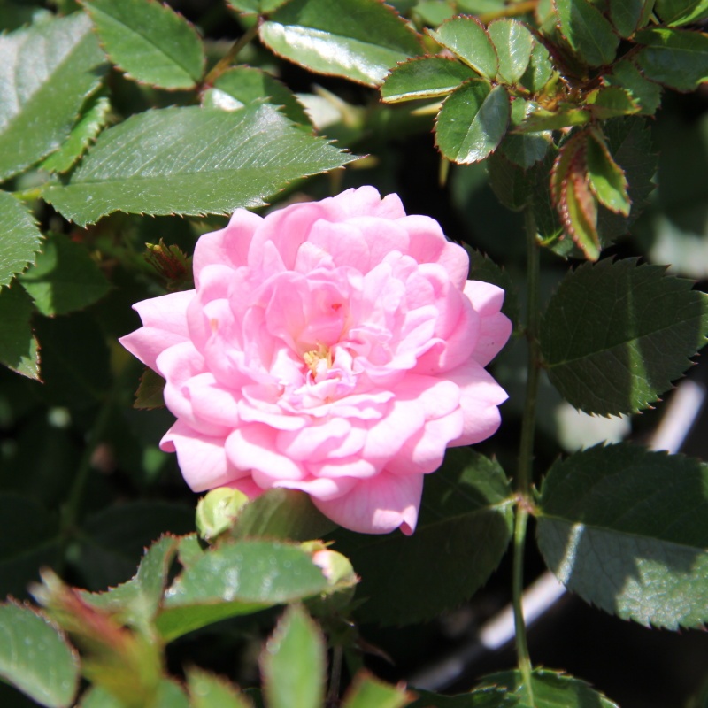 Půdopokryvné růže - Růže půdopokryvná 'The Fairy' 1,5 litru