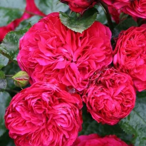 Rostliny - Růže 'Red Leonardo da Vinci' kmínek 90cm, 10 litrů