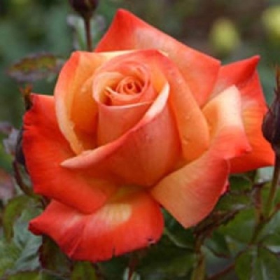 Velkokvěté růže - Růže 'Remember Me' 8 litrů