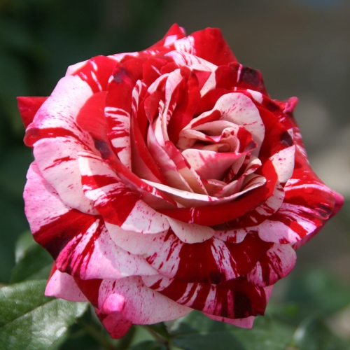 Rostliny - Růže 'Rock & Roll' kmínek 60cm, 6 litrů