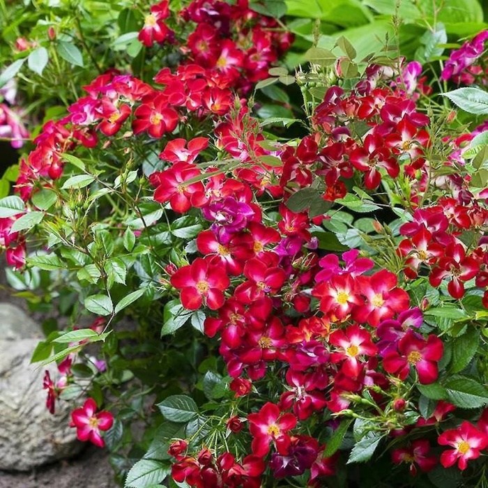 Rostliny - Růže 'Rosy Boom' Color Change květináč 4,6 litru