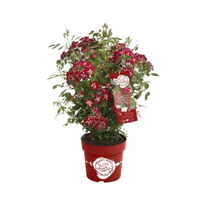 Růže 'Rosy Boom' Color Change květináč 4,6 litru-0