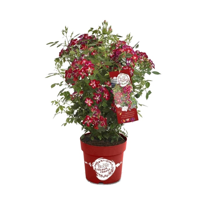 Rostliny - Růže 'Rosy Boom' Color Change květináč 6 litrů