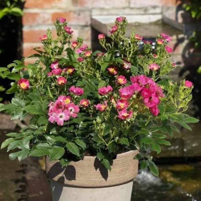 Rostliny - Růže 'Rosy Boom Mini' květináč 4,6 litru