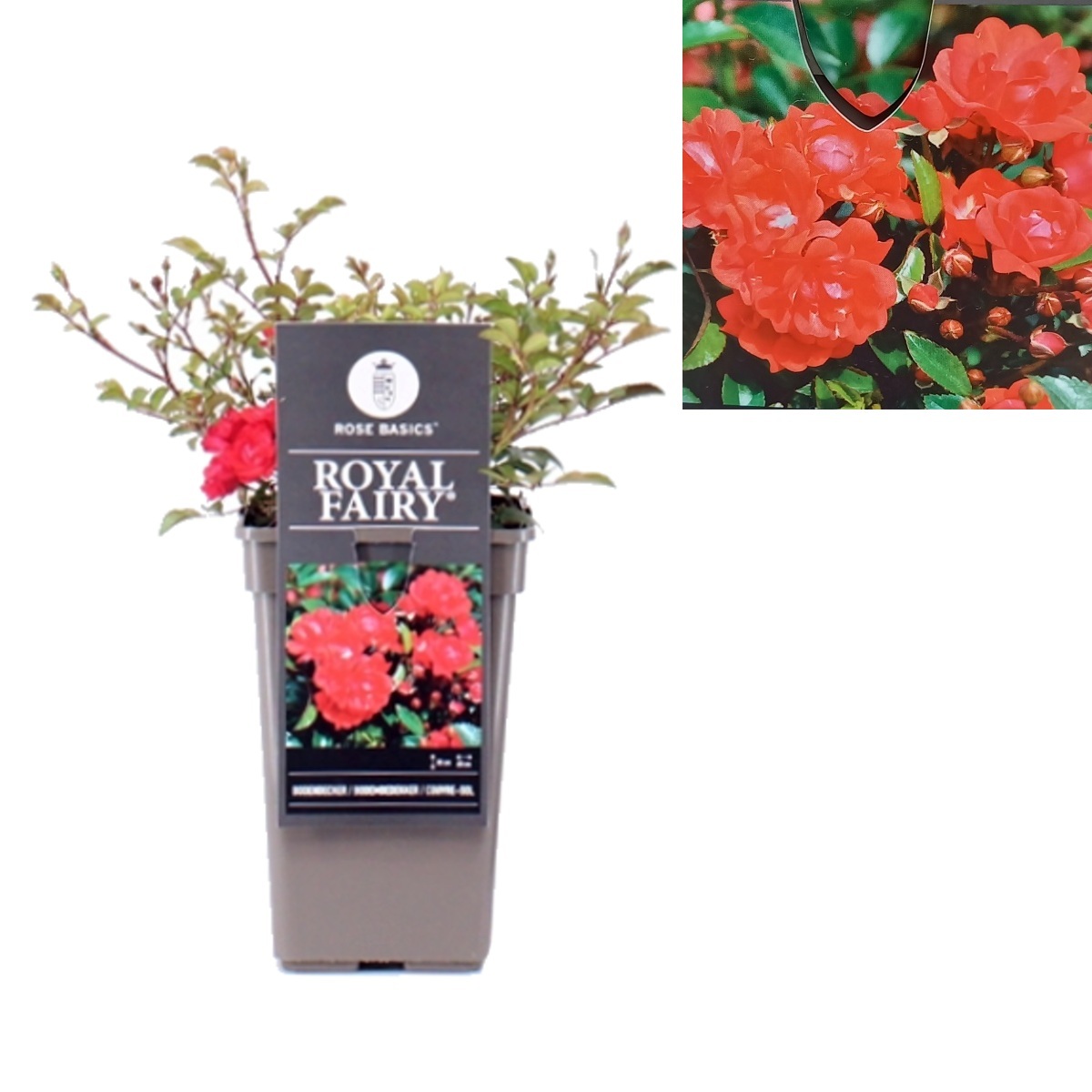 Růže - Růže Royal Fairy květináč 3 litry