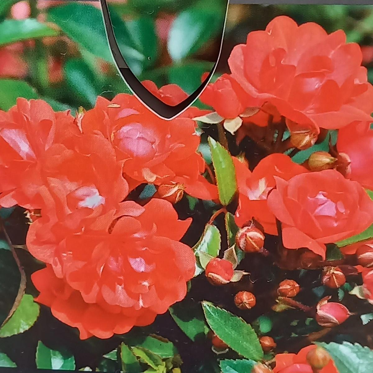 Růže Royal Fairy květináč 3 litry-0