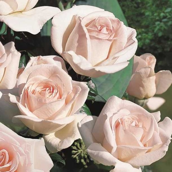 Rostliny - Růže 'Schloss Ippenburg' 4,6 litru