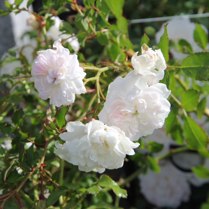 Rostliny - Růže 'Sea Foam' 1,4 litru