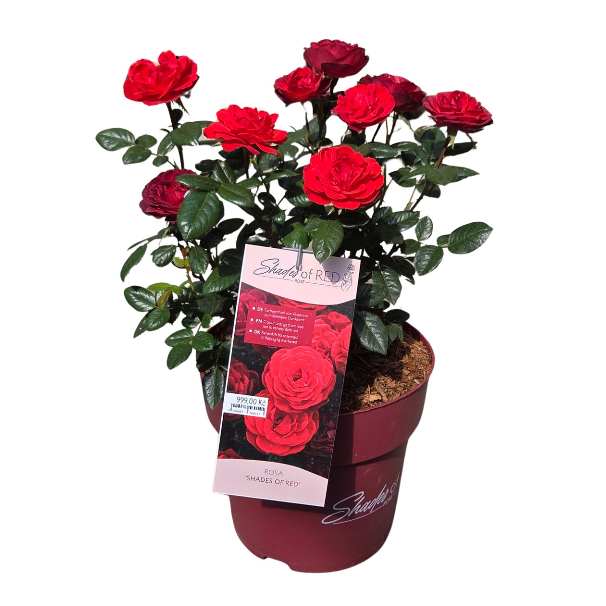 Mnohokvěté růže - Růže Shades of Red Rose květináč 6 litrů