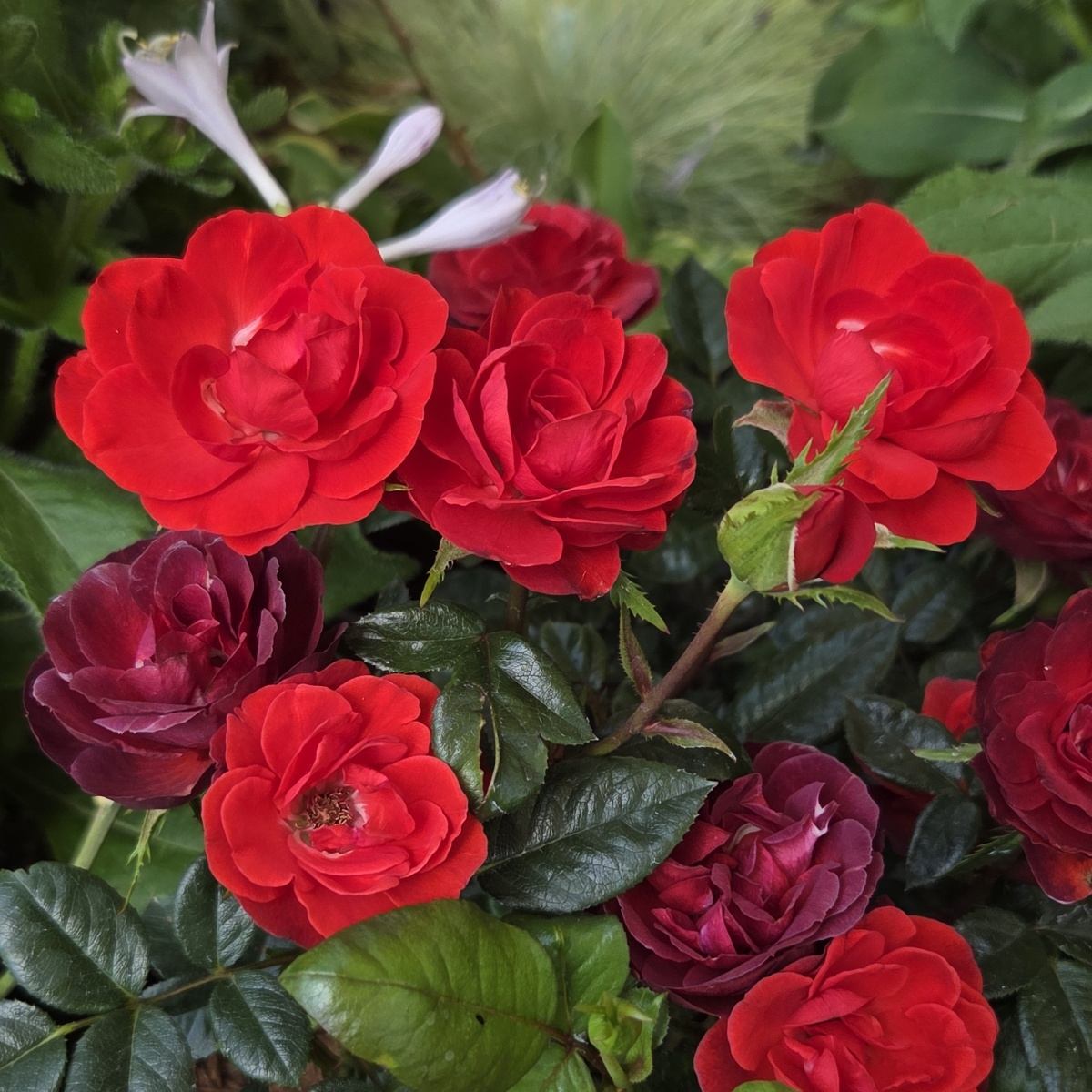 Růže Shades of Red Rose květináč 6 litrů-0