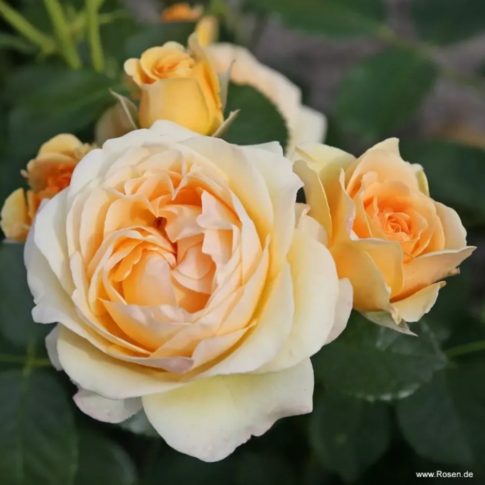 Mnohokvěté růže - Růže Spotlight květináč květináč 2 litry