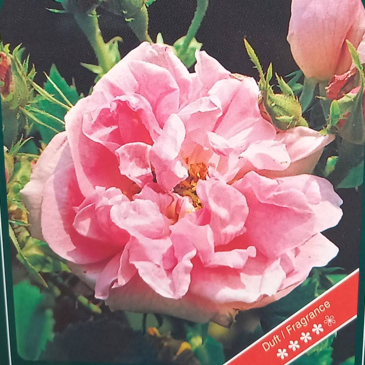 Keřové růže - Růže stolistá Muscosa květináč 4 litry