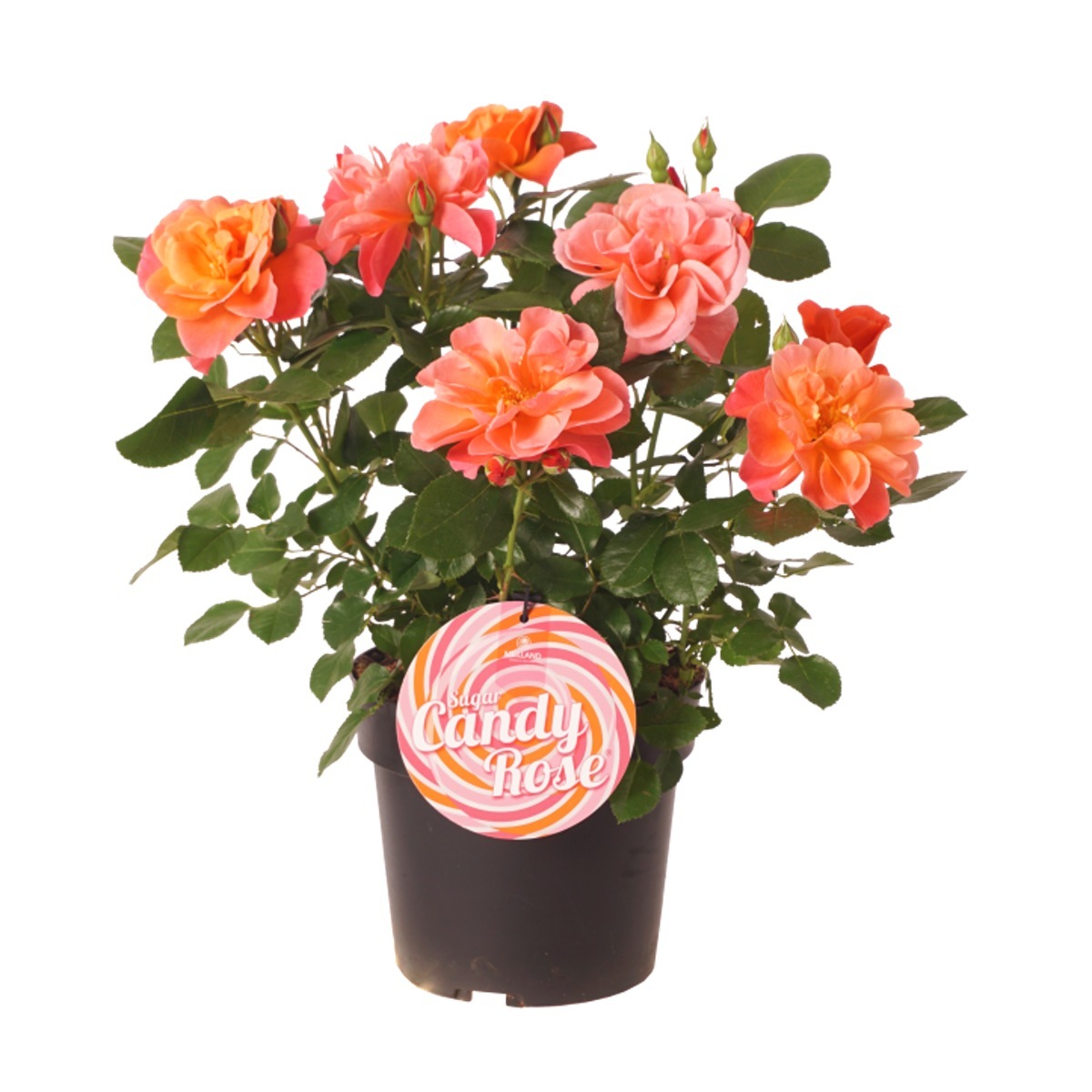 Mnohokvěté růže - Růžě Sugar Candy květináč 3,,5 litru