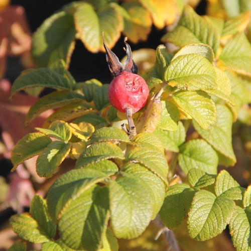 Růže - Růže svarskalá mix 5 litrů