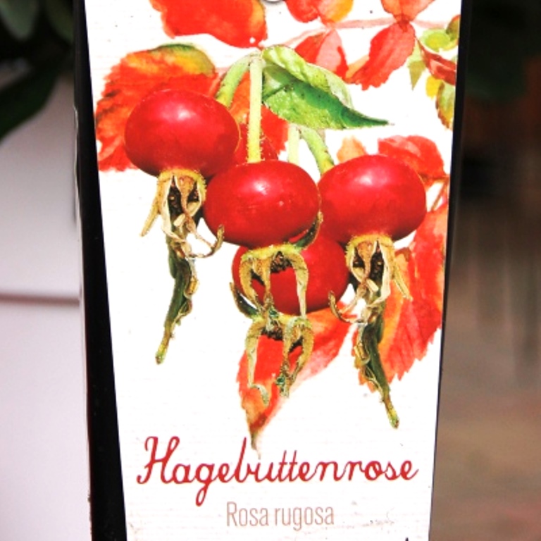 Keřové růže - Růže svraskalá 'Marmeláda' 2 litry