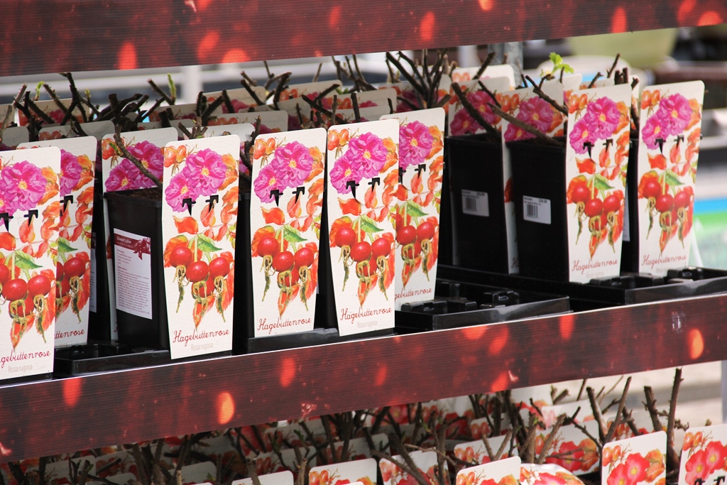 Růže svraskalá 'Marmeláda' 2 litry-0