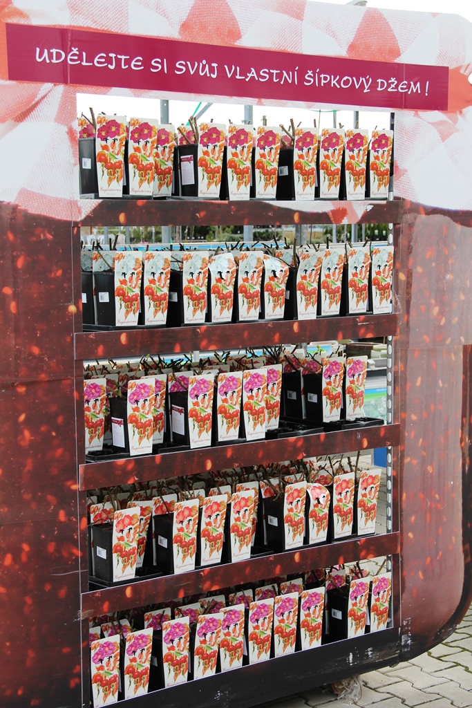 Růže svraskalá 'Marmeláda' 2 litry-1