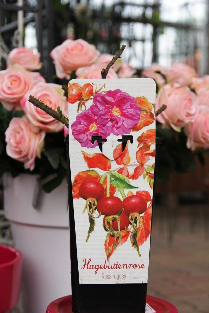 Růže svraskalá 'Marmeláda' 2 litry-2