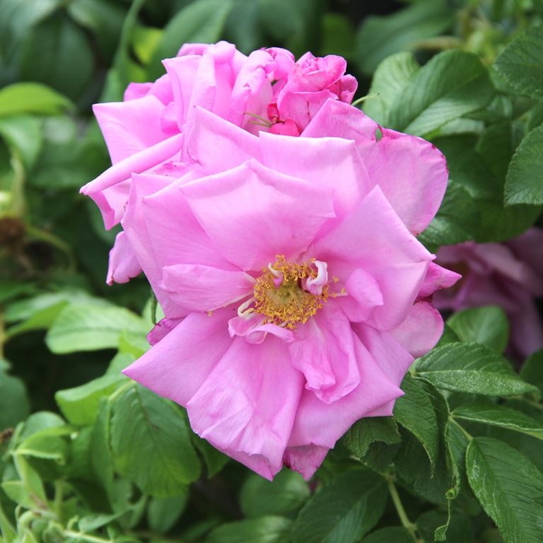 Keřové růže - Růže svraskalá 'Romantic Roadrunner' 5 litrů