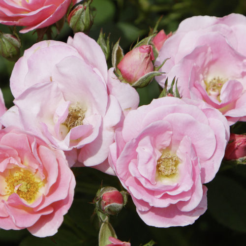 Rostliny - Růže 'Sweet Cover' 2,3 litru