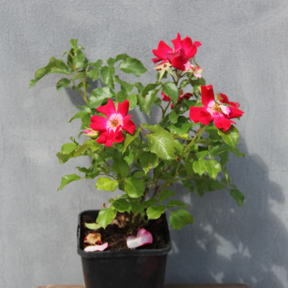 Půdopokryvné růže - Růže 'Symphonica'