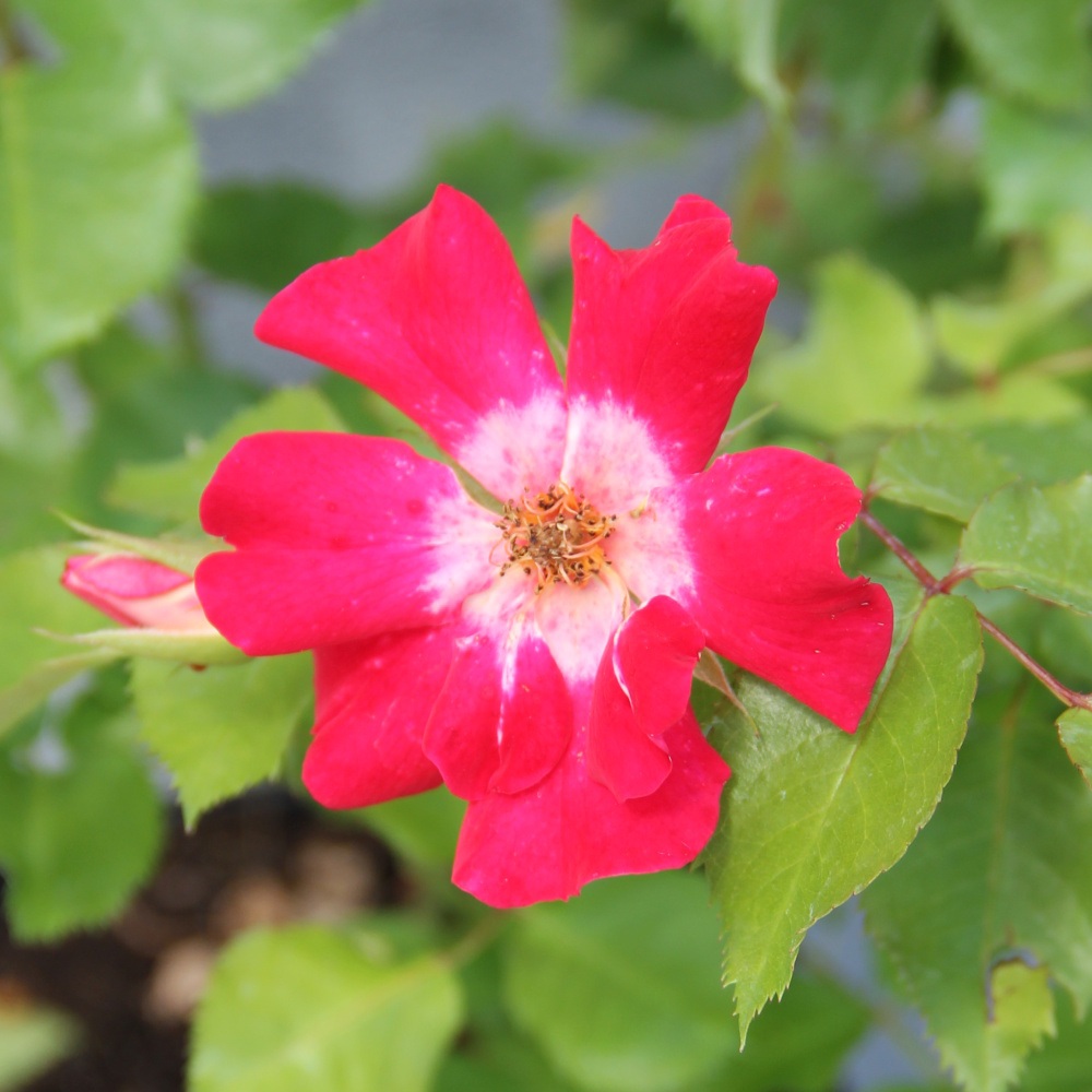 Růže 'Symphonica'-0