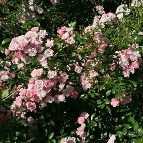 Rostliny - Růže 'The Fairy' kmínek 60cm, 6 litrů