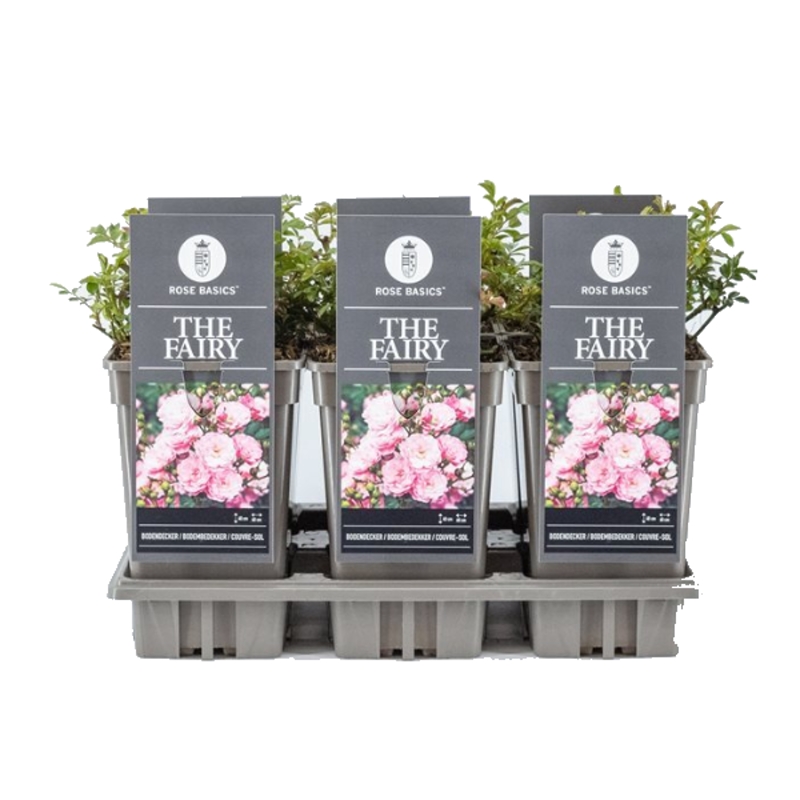 Půdopokryvné růže - Růže The Fairy květináč 3 litry
