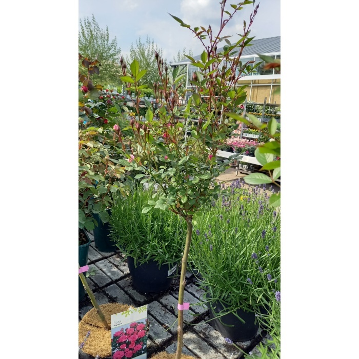 Rostliny - Růže Topolina 'Pink' kmínek 40cm, květináč 2,5 litru