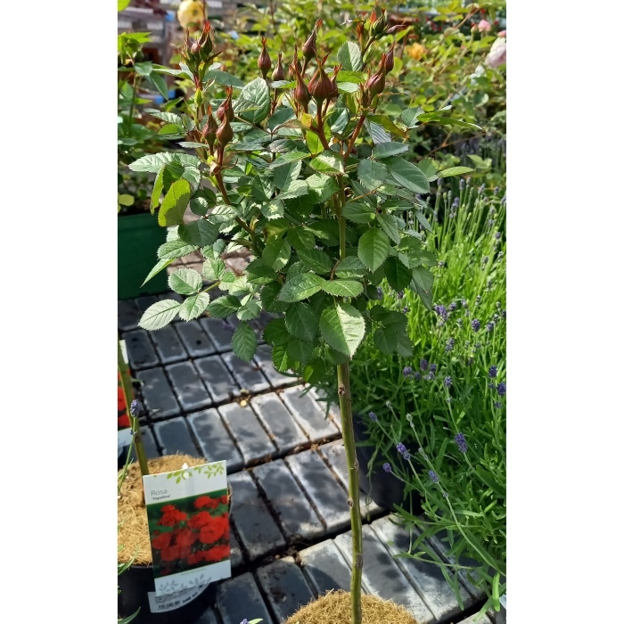 Rostliny - Růže Topolina 'Red' kmínek 40cm, květináč 2,5 litru