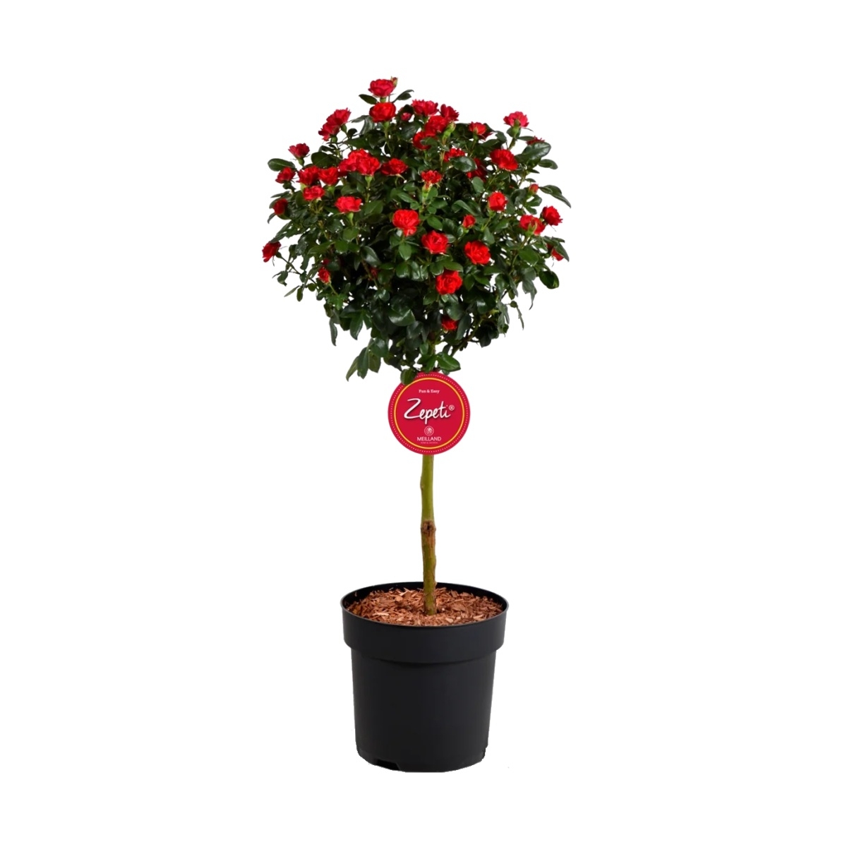 Stromkové růže - Růže Zepeti kmínek 90cm, květináč 4 litry