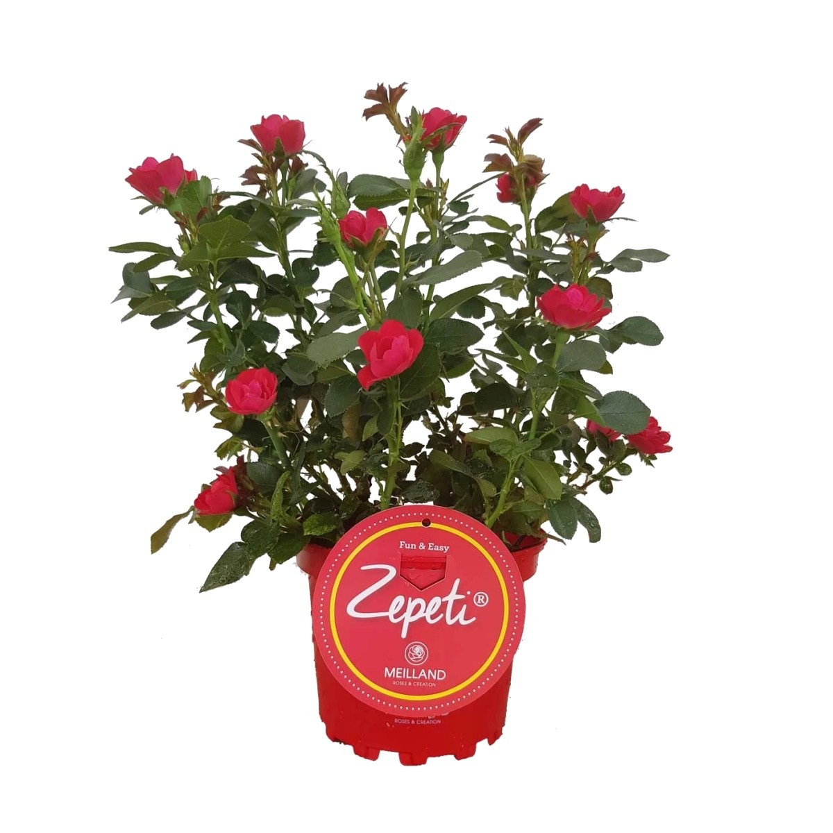 Mnohokvěté růže - Růže Zepeti květináč 2 litry