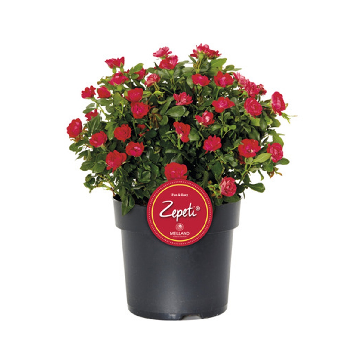 Mnohokvěté růže - Růže Zepeti květináč 6,5 litru