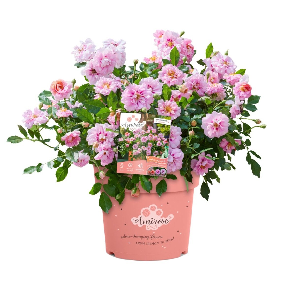 Půdopokryvné růže - RůžeAmirose květináč 2,3 litru