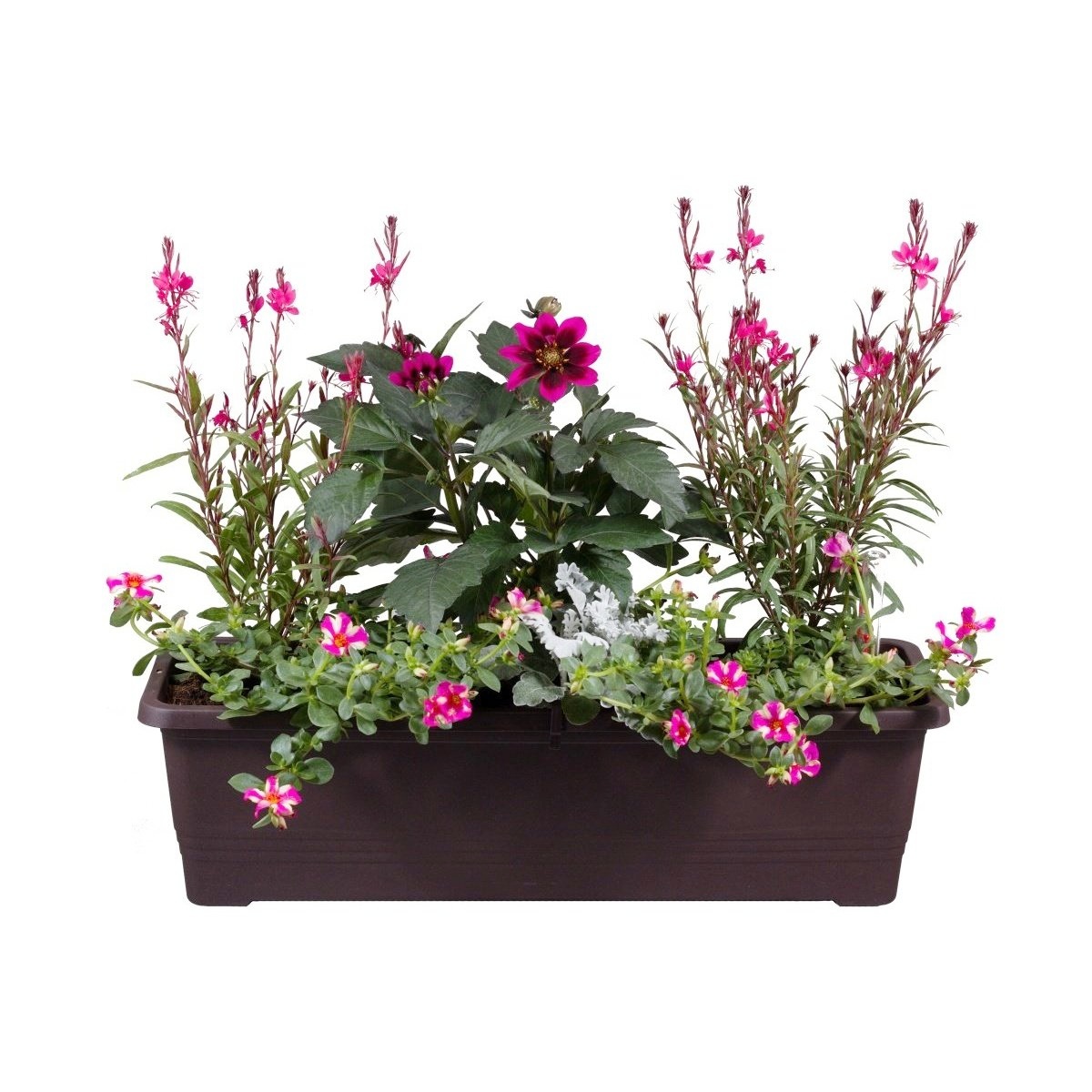 Letní truhlíky - Růžové pohlazení truhlík 60cm
