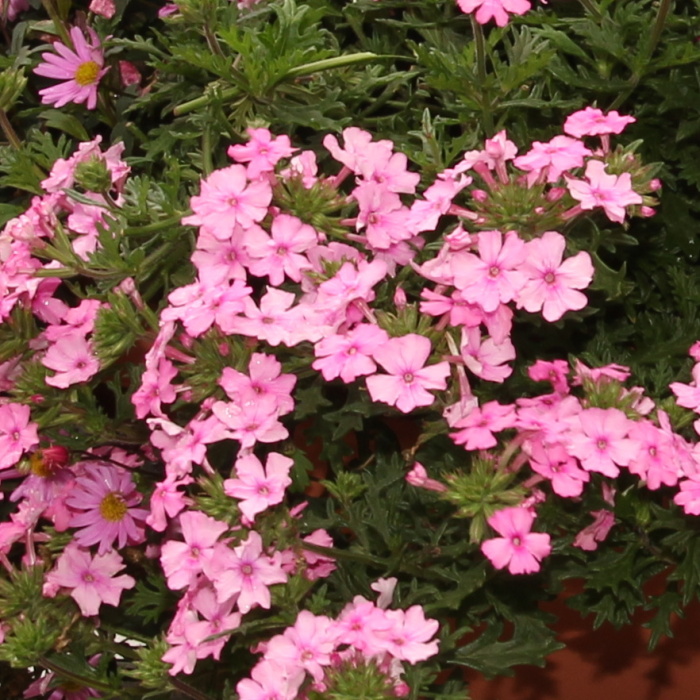 Růžový panter Lechuza Stone-1