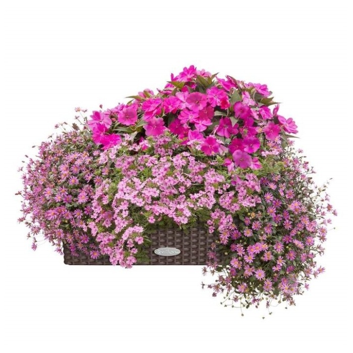 Květinové truhlíky - Růžový panter Lechuza