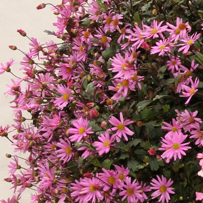 Růžový panter Lechuza-0