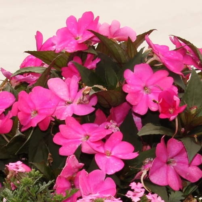 Růžový panter Lechuza-2