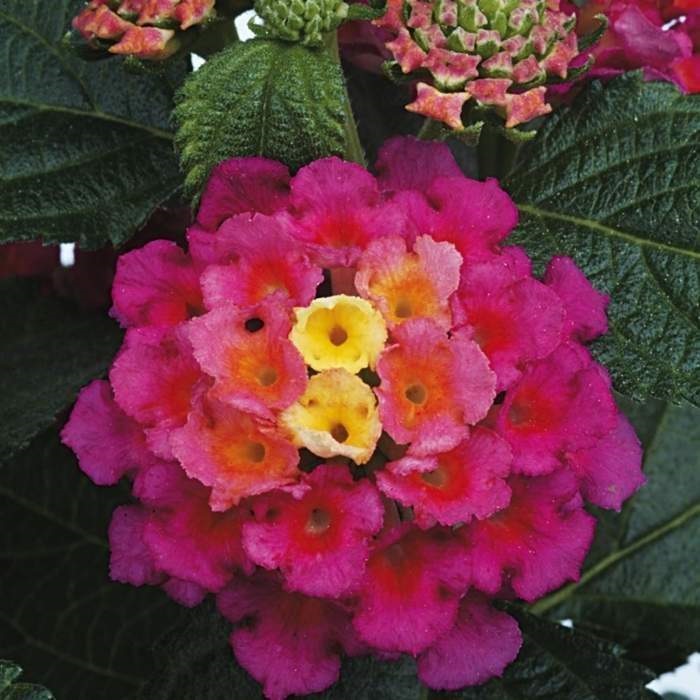 Růžový vodopád Lechuza Stone-2