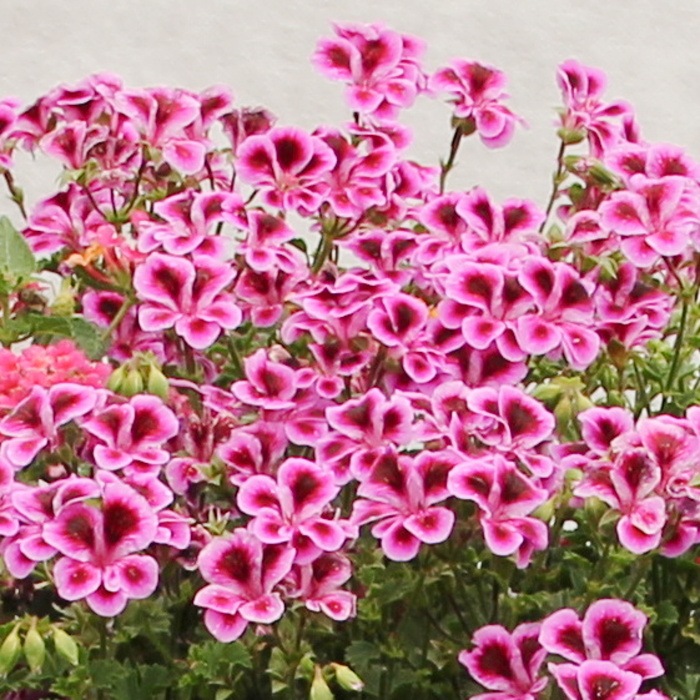 Růžový vodopád Lechuza Stone-4